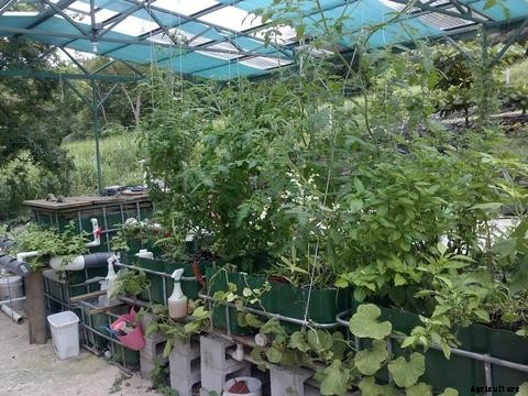 Inspiring Aquaponics Designs You Can Do-It-Yourself