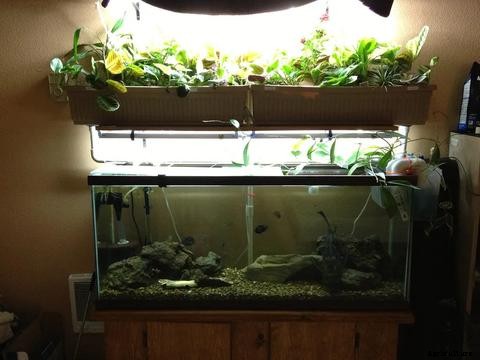 Inspiring Aquaponics Designs You Can Do-It-Yourself