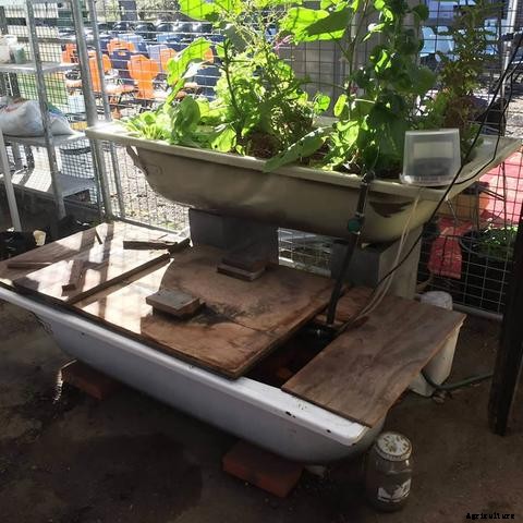 Inspiring Aquaponics Designs You Can Do-It-Yourself