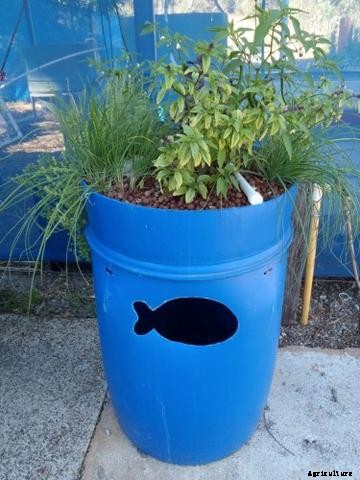 Inspiring Aquaponics Designs You Can Do-It-Yourself
