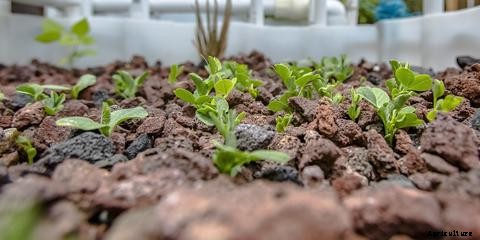 Tips for Planting in Aquaponics