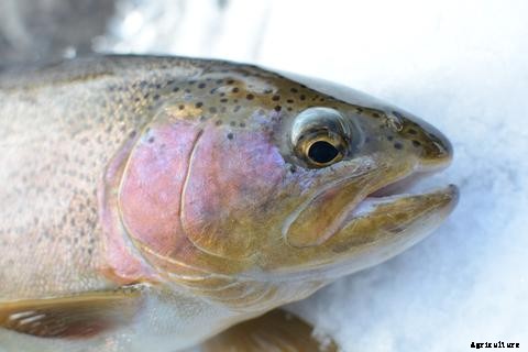 Fish Health and Diseases in Aquaponics