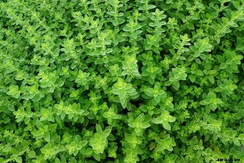 Guide to Growing Herbs in Aquaponics