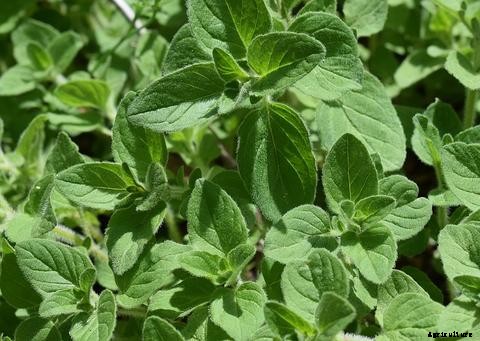 Guide to Growing Herbs in Aquaponics