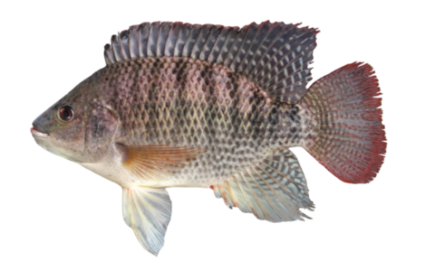 How to Raise Tilapia in Aquaponics