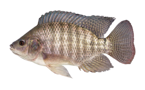 How to Raise Tilapia in Aquaponics