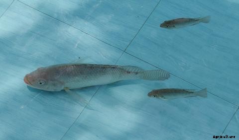 How to Raise Tilapia in Aquaponics