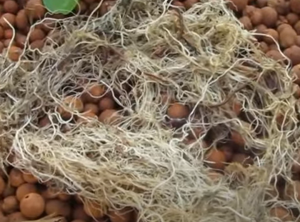 How to Use Worms in Aquaponics