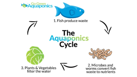 How to Start an Organic Aquaponics Garden