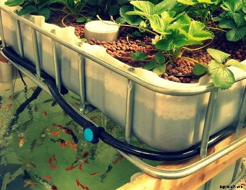 How to Start an Organic Aquaponics Garden