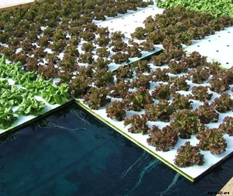 How to Start an Organic Aquaponics Garden