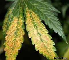 How to Manage Potassium Deficiency In Aquaponics