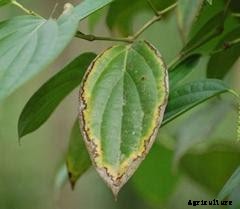 How to Manage Potassium Deficiency In Aquaponics
