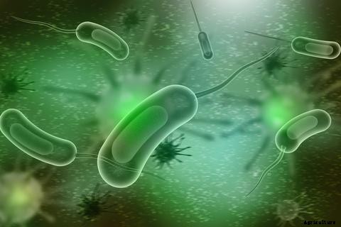 Maintaining A Healthy Bacterial Colony In Aquaponics