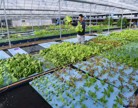 The Different Types of Aquaponics System