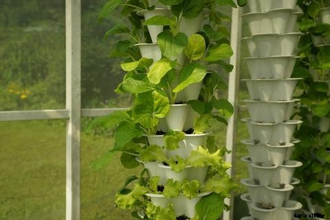 The Different Types of Aquaponics System