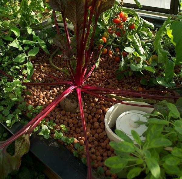 What is Bell Siphon and Why We Use it in Aquaponics?