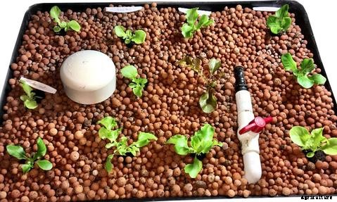 Guide on Choosing the Right Aquaponics Grow Media