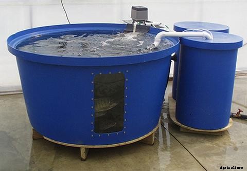 How to Choose the Right Fish Tank for Aquaponics