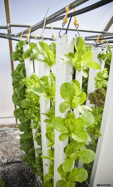 Vertical Aquaponics System