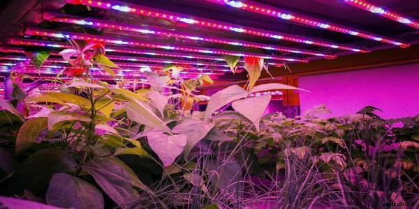 Lighting Guide For Indoor Aquaponics