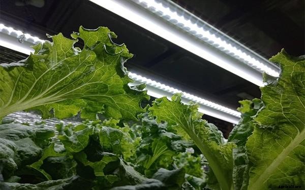 Lighting Guide For Indoor Aquaponics