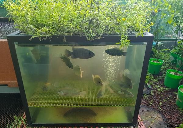 Things To Consider When Setting Up An Aquaponics System
