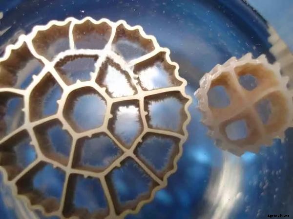 What Is An Aquaponics Biofilter?