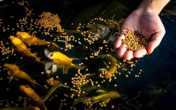 Aquaponics Maintenance FAQs