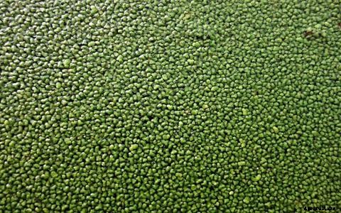 Alternative Fish Food in Aquaponics