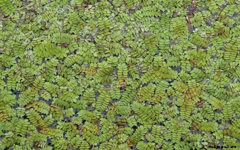 Alternative Fish Food in Aquaponics