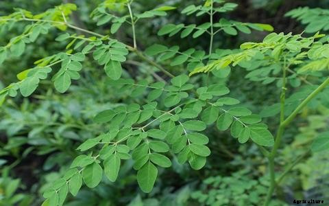 Alternative Fish Food in Aquaponics