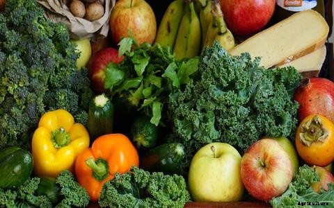 Alternative Fish Food in Aquaponics