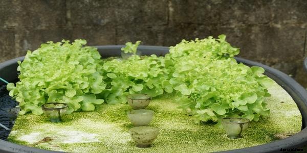 The Most Common Aquaponics Problems