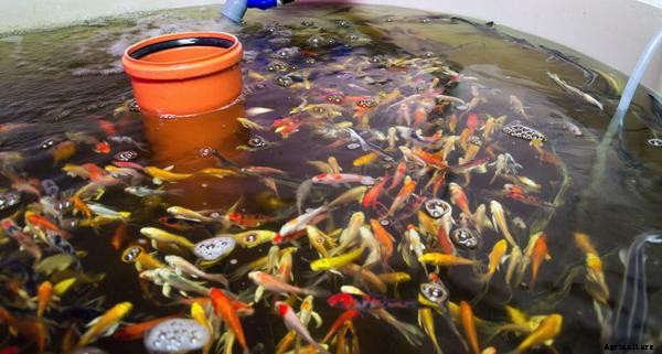 The Most Common Aquaponics Problems