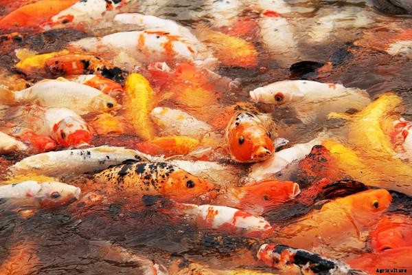 Caring for Fish in Aquaponics