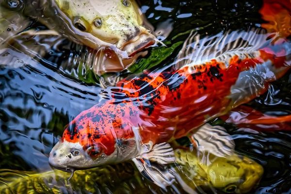 Caring for Fish in Aquaponics