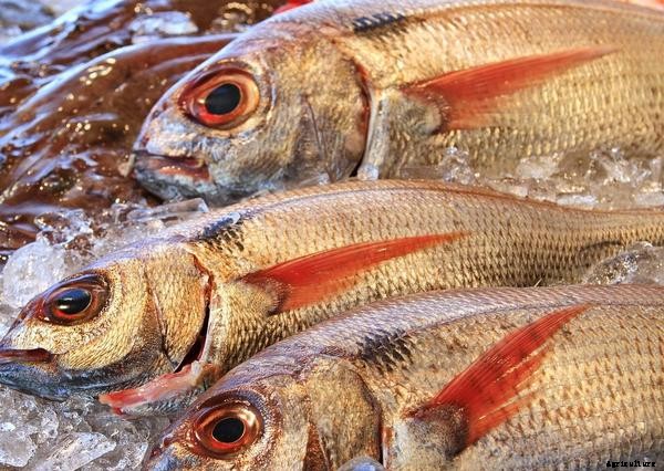 Caring for Fish in Aquaponics