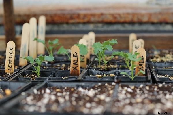How To Start Planting In Aquaponics