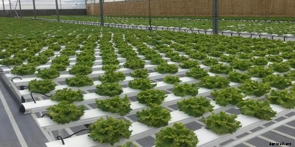 What is the Nutrient Film Technique (NFT) in Aquaponics?