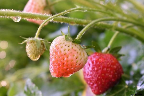 What is the Nutrient Film Technique (NFT) in Aquaponics?