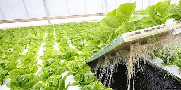 What is a Raft System of Aquaponics?
