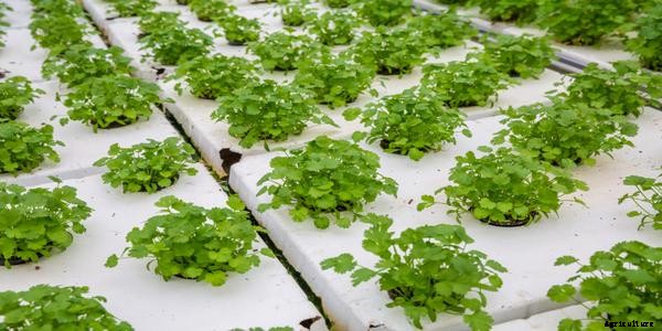 What is a Raft System of Aquaponics?
