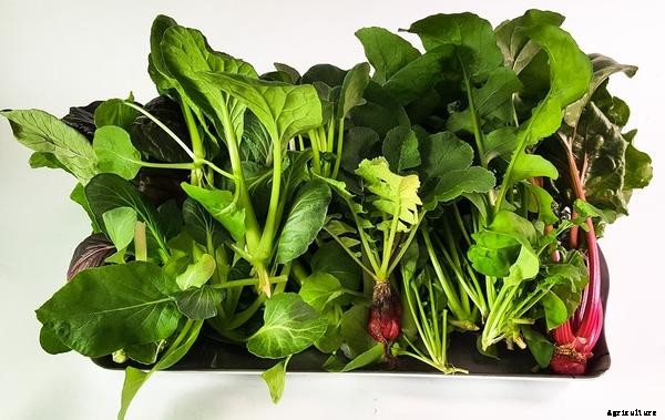 What is a Raft System of Aquaponics?