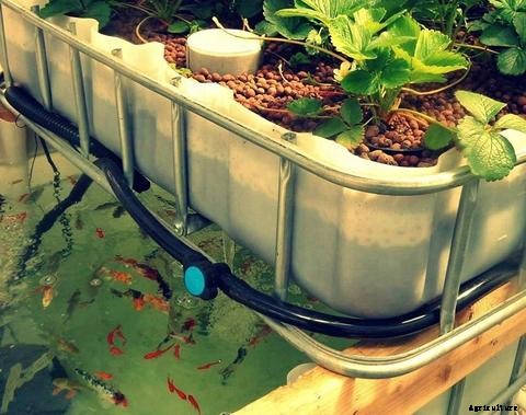The Ultimate Aquaponics Beginner’s Guide