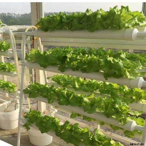 The Ultimate Aquaponics Beginner’s Guide