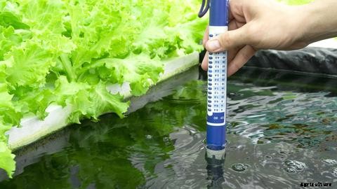 The Ultimate Aquaponics Beginner’s Guide