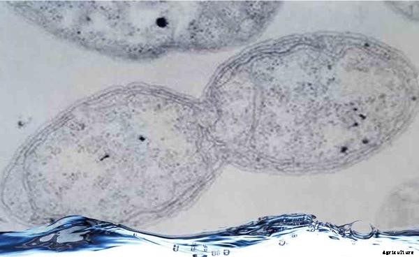 Definitions of Aquaponic Terms