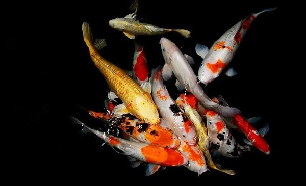 100 Best Aquaponics Resources