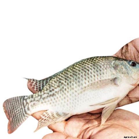 The Best Fish for Aquaponics
